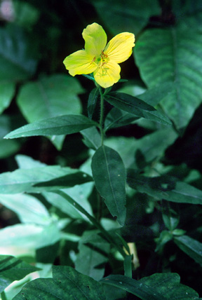 eveningprimrose