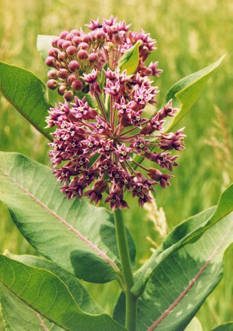 milkweed